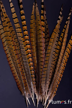 Faisan de Colchide cranté - 35-45 cm - naturel
